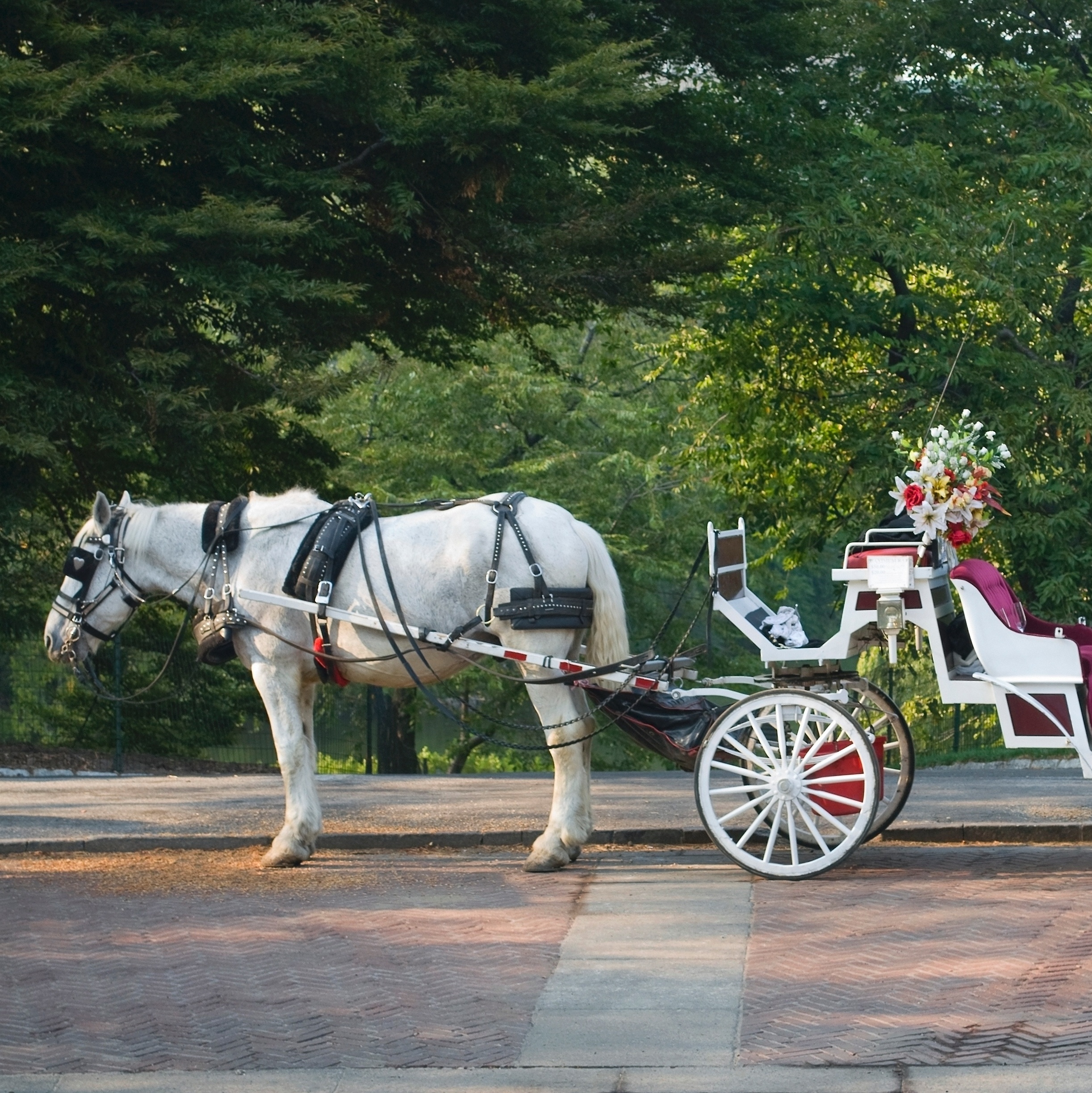 Cavalo é puxado por carro com uma corda presa ao pescoço em rua de