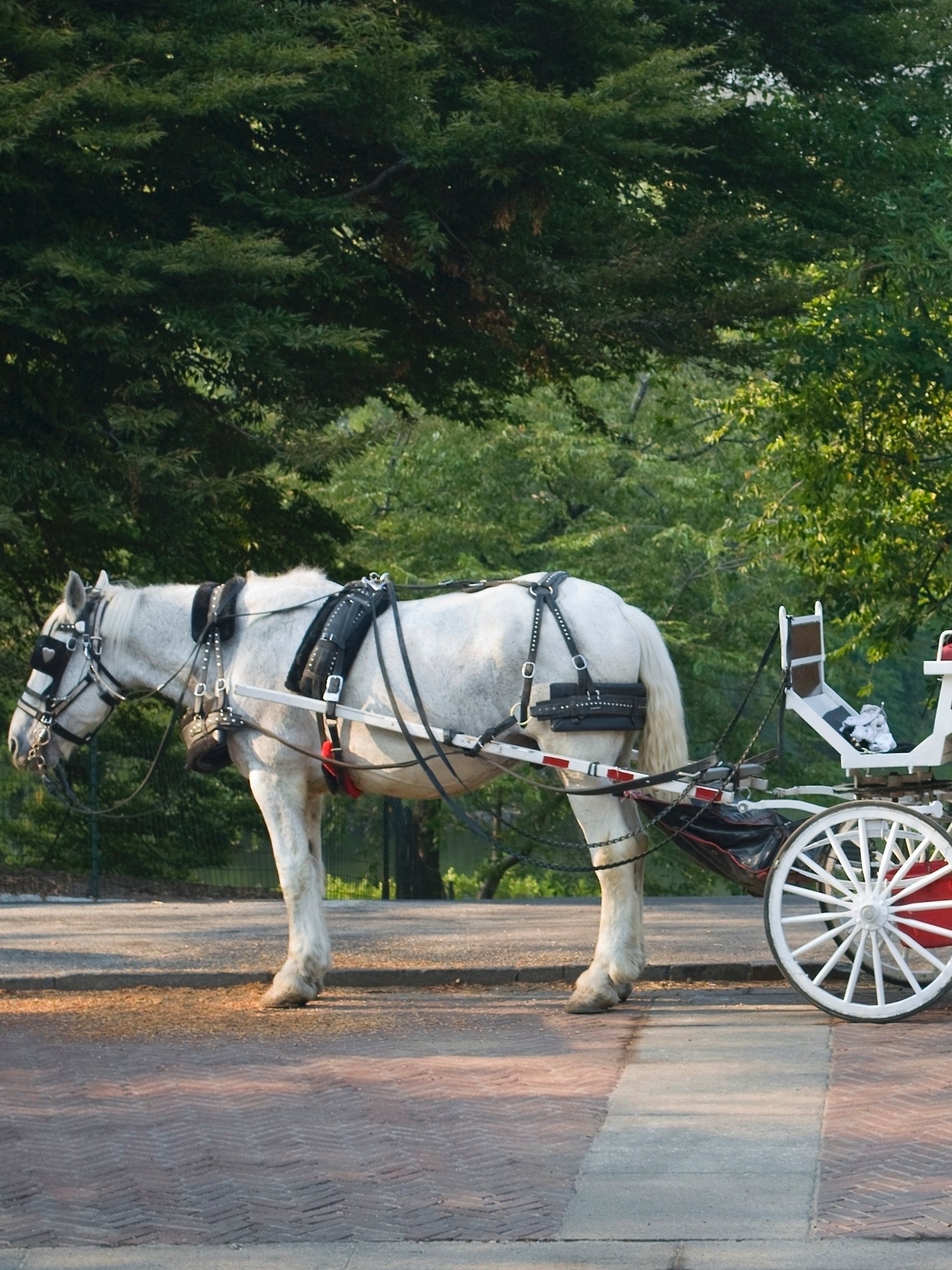 Carruagens puxadas por cavalos de Nova York podem estar com dias contados -  05092022 - UOL Nossa