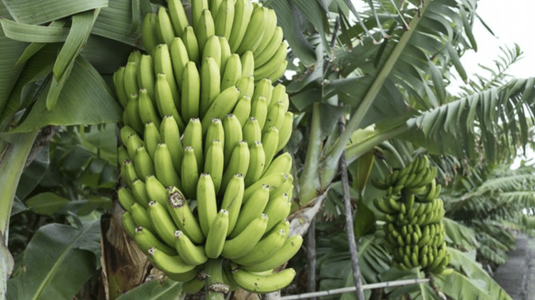 Bananeiras do futuro podem ser resistentes a um fungo devastador que se espalha hoje - Getty Images - Getty Images