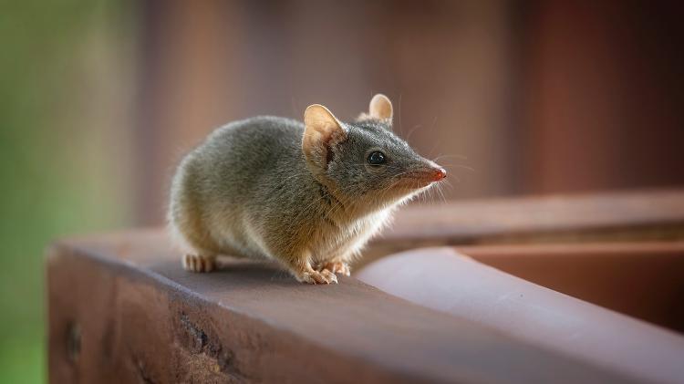 Antechinus