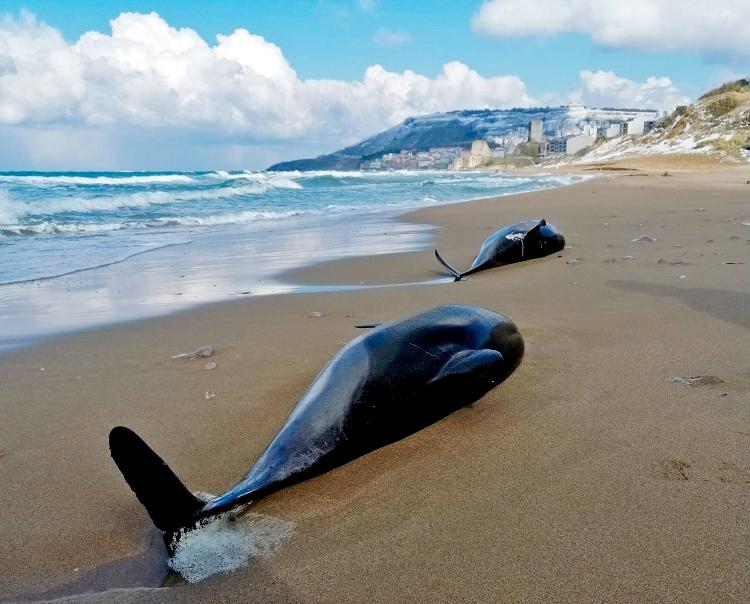 Por causa da guerra, em 2022, 80 golfinhos da espécie Delphinus delphis apareceram mortos na costa da Turquia, de acordo Fundação Turca de Investigação Marítima