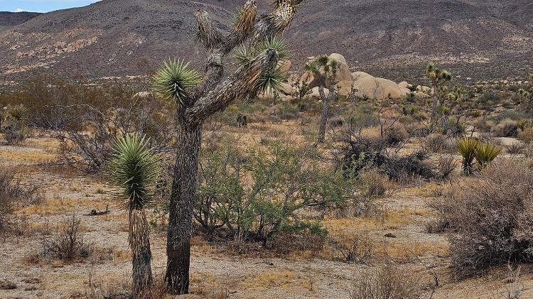 Árvores conhecidas como Joshua Tree