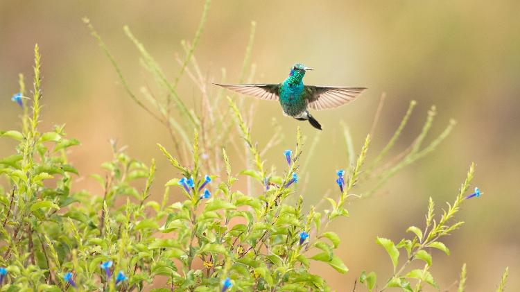 Beija-flor-de-orelha-violeta (Colibri serrirostris) visita uma Stachytarpheta glabra no Parque Nacional das Sempre-Vivas, MG Beija-flor-de-orelha-violeta (Colibri serrirostris) visita uma Stachytarpheta glabra no Parque Nacional das Sempre-Vivas, MG