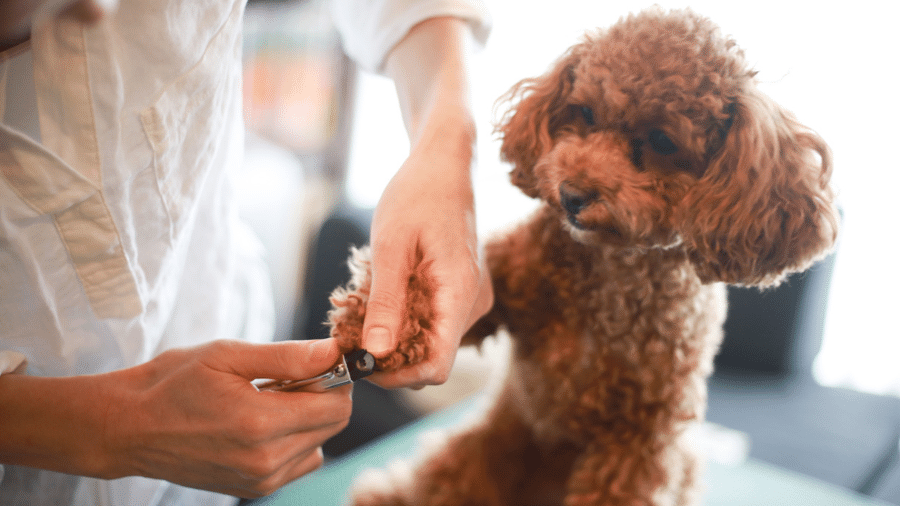 Se estiver inseguro, prefira cortar apenas as pontinhas