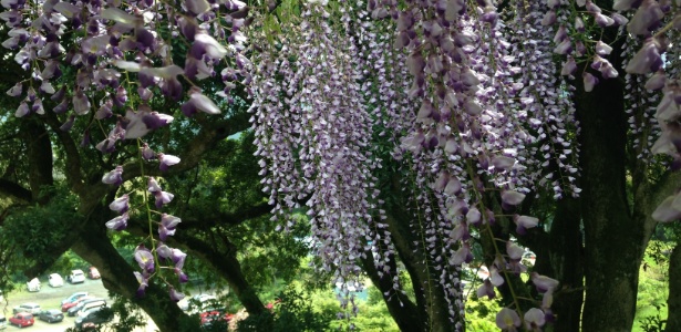 Detalhes da paisagem do jardim Kawachi Fujien, no Japão - そらみみ/Creative Commons - そらみみ/Creative Commons