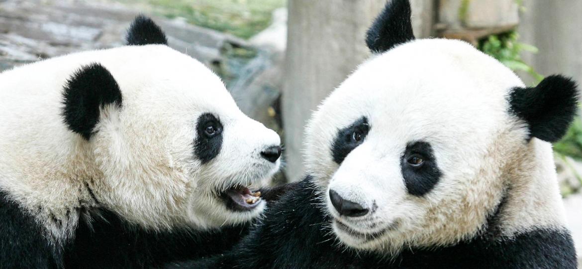 Emprestados pela China à Tailândia, os pandas Chuang Chuang (à esquerda) e Lin Hui (à direita) foram fotografados brincando juntos no zoológico de Chiang Mai em 2005. A ursa Lin Hui faleceu em 19 de abril de 2023 - PORNCHAI KITTIWONGSAKUL/AFP