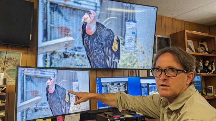 Mike Clark é especialilsta no programa internacional de recuperação do condor-da-califórnia
