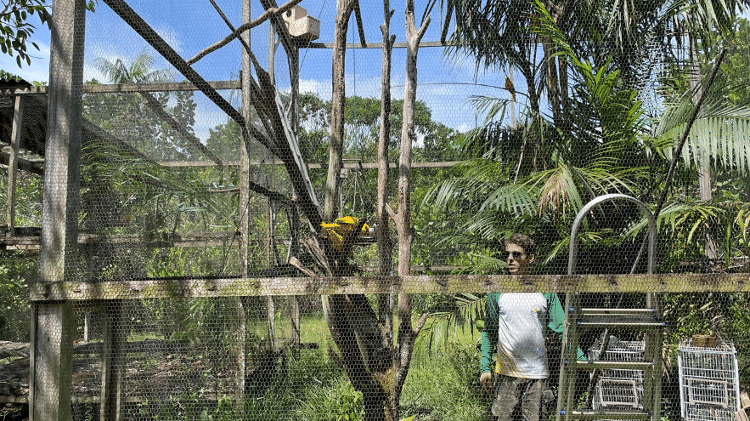 O biólogo Marcelo Vilarta passa todos os dias monitorando e cuidando das ararajubas do Parque Estadual do Utinga, em Belém (PA). Tendo passado um tempo considerável com esses animais, ele é capaz de identificar e distinguir cada um deles em um piscar de olhos