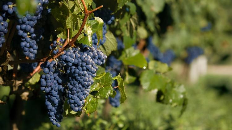 Uva em vinícola - kycstudio/Getty Images/iStockphoto - kycstudio/Getty Images/iStockphoto