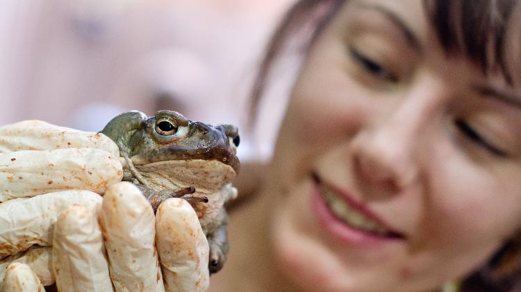 The bufo alvarius frog - Getty Images - Getty Images