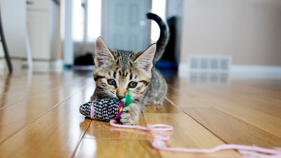 Gato com brinquedo
