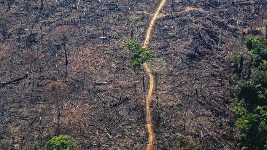 Desmatamento na Amazônia. Foto publicada no livro "Banzeiro òkòtó", de Eliane Brum - Lilo Clareto/Divulgação