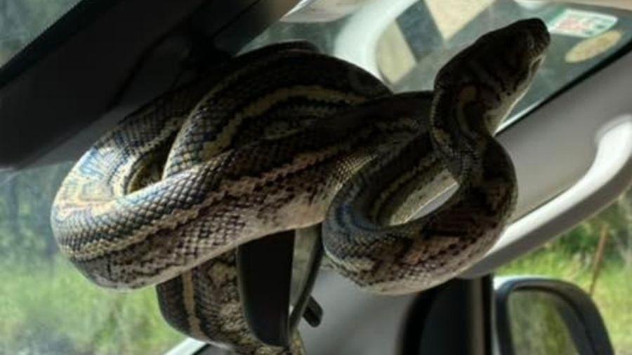 Cobra píton em retrovisor de carro na Austrália - Reprodução/Facebook