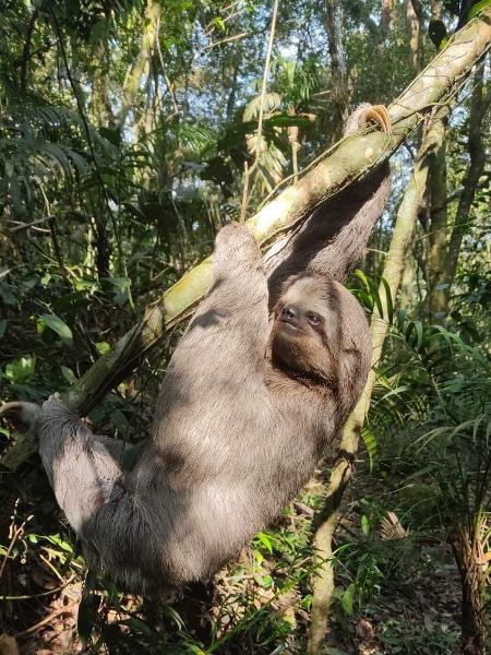Preguiça gigante avistada no Rio mostra preservação de parque - Felippe Oliveira