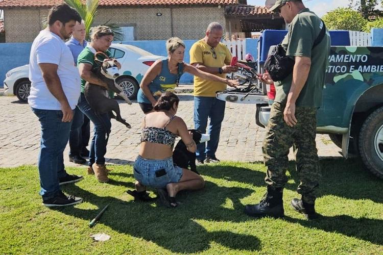 Pitbulls que atacaram escritora foram levados para o abrigo Municipal