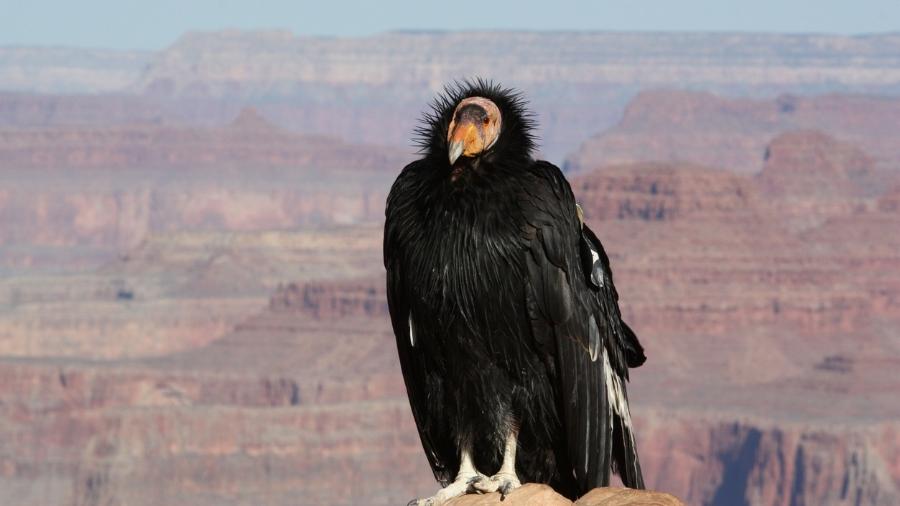 Condor-da-Califórnia - jkauffeld/Getty Images/iStockphoto