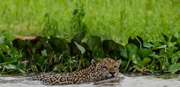 Onça na Estação Ecológica de Taiamã