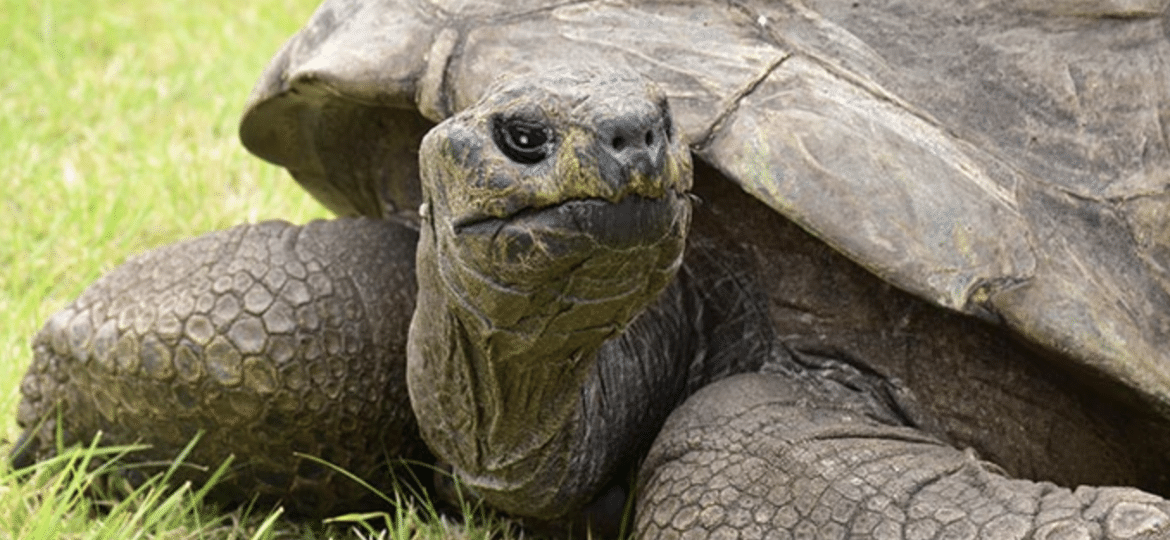 Tartaruga Jonathan faz 190 anos - Reprodução/Guinness World Records