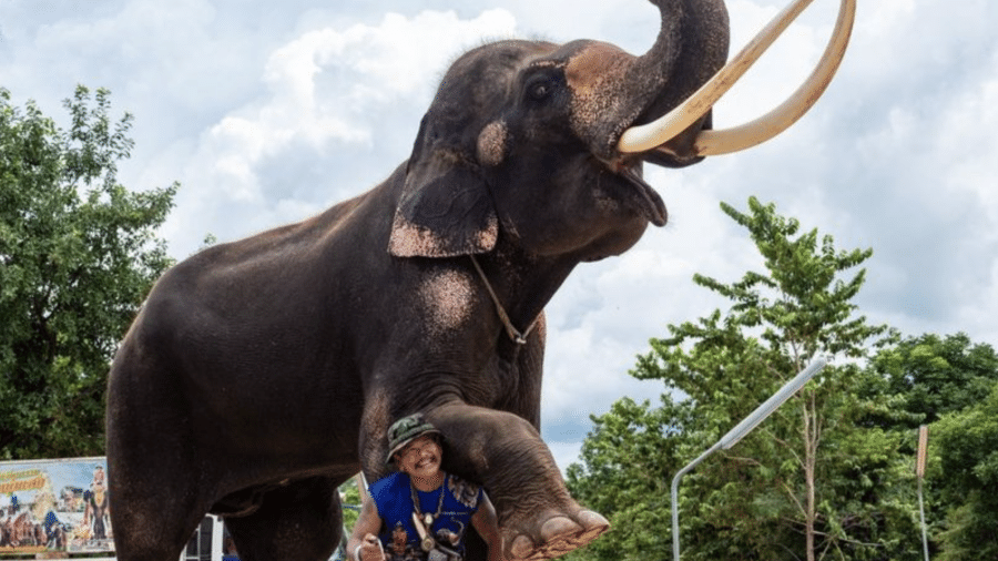 O elefante Kwanmueang e seu "mahout", Lek, voltaram para a cidade natal dele quando a pandemia começou - BBC