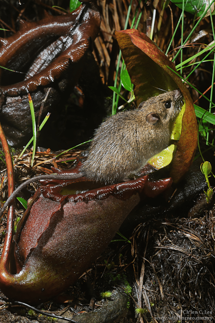 Um rato brincando com o perigo sobre uma Nepenthes rajah