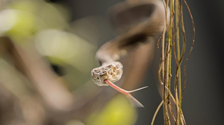 Jararaca-da-mata (Bothrops jararaca)