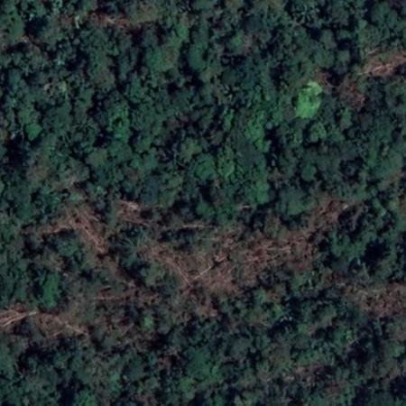 Clareira aberta na Amazônia após um microburst que derrubou várias árvores gigantes 