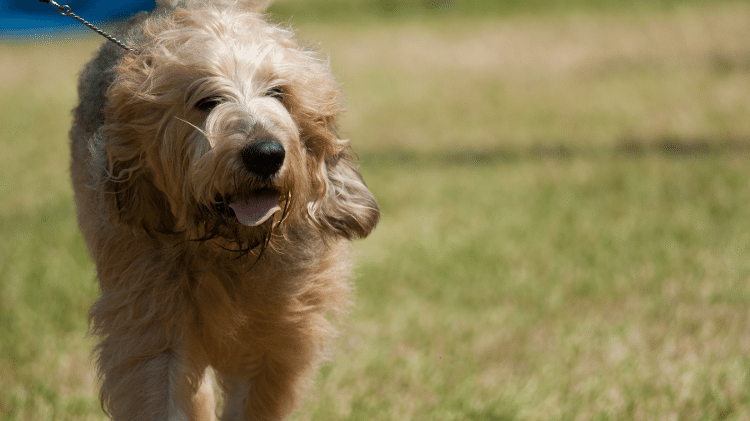 Otterhound Otterhound