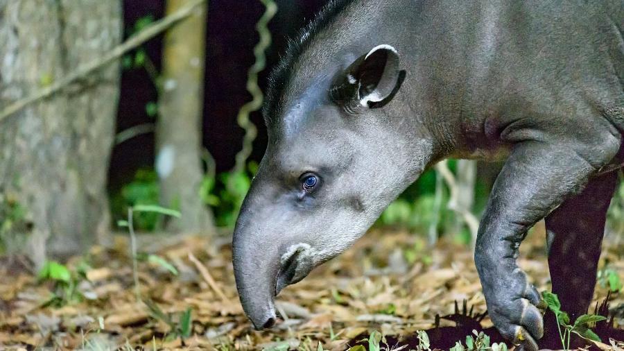 Anta-brasileira (Tapirus terrestris) Anta-brasileira (Tapirus terrestris)