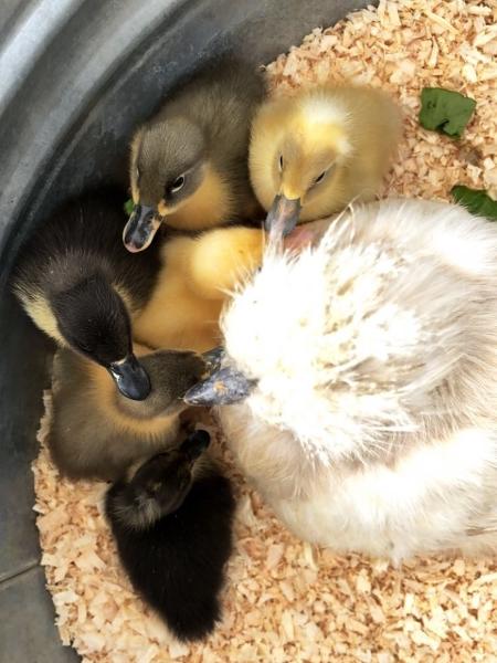 A festa tinha uma fazendinha com animais para as crianças brincarem - Reprodução/Instagram - Reprodução/Instagram