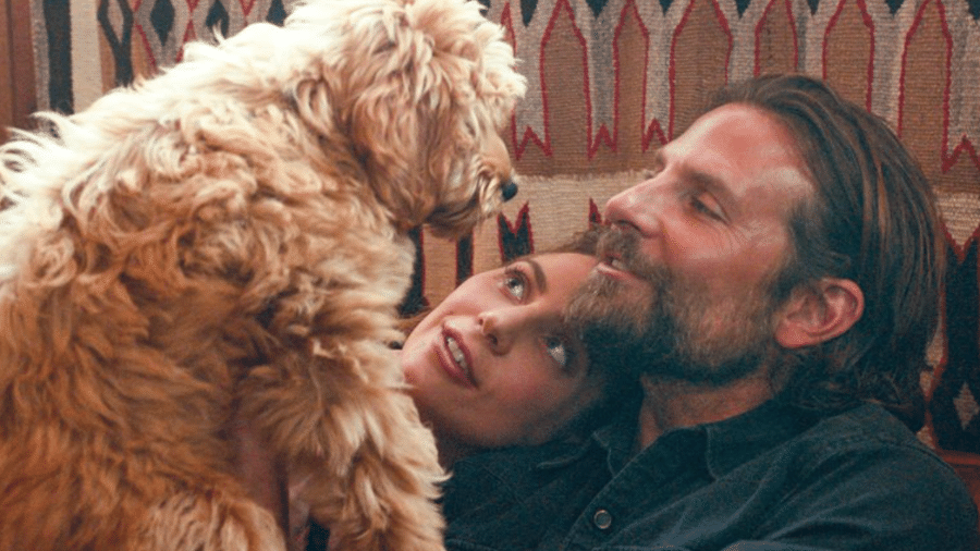 Ally (Lady Gaga) e Jackson (Bradley Cooper) com o cãozinho Charlie em "Nasce Uma Estrela" - Divulgação