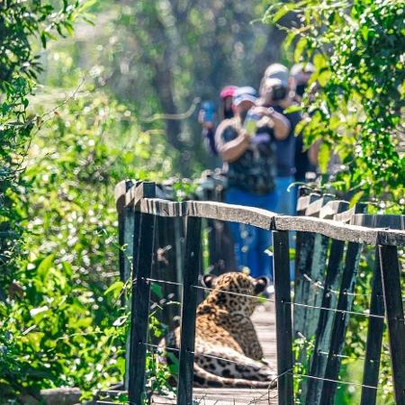 Turistas avistam onça que usou passarela em trilha no Pantanal para descansar - Reprodução/ Edir Alves/ Fazenda San Francisco Pantanal