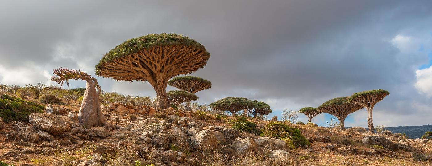 As "árvores de sangue de dragão": dignas do cenário de Avatar - Getty Images/iStockphoto