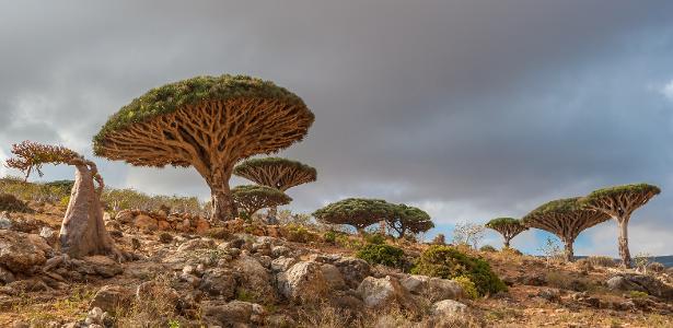 Como é Visitar Socotra, Ilha Com As Paisagens Mais 