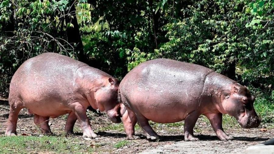 Os hipopótamos da antiga propriedade de Pablo Escobar são considerados o maior rebanho da espécie fora da África - Getty Images
