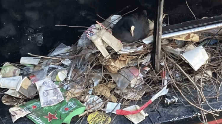 This Common Coot Was Found Surrounded By Garbage In Its Nest In The Netherlands - Sam M - Sam M
