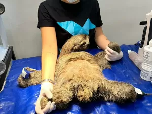 Dor e cheiro de carne queimada: o drama de preguiças eletrocutadas no RJ