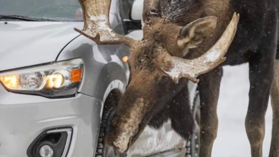 Alce lambe carro no Canadá