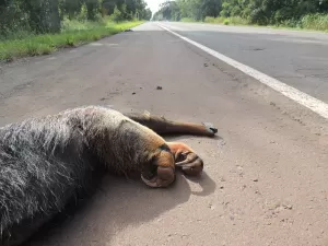 O que rodovias estão fazendo para evitar acidentes com animais