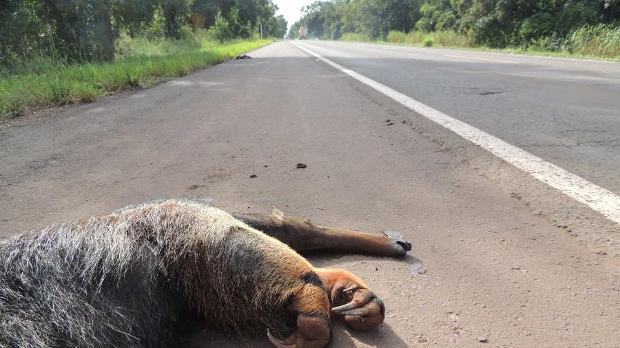 Tamanduá atropelado em rodovia do Mato Grosso do Sul