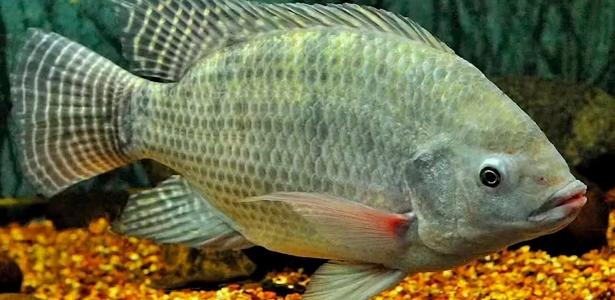 Permanência de tarifas dos EUA afeta pescados: 'Setor está em encolhimento'