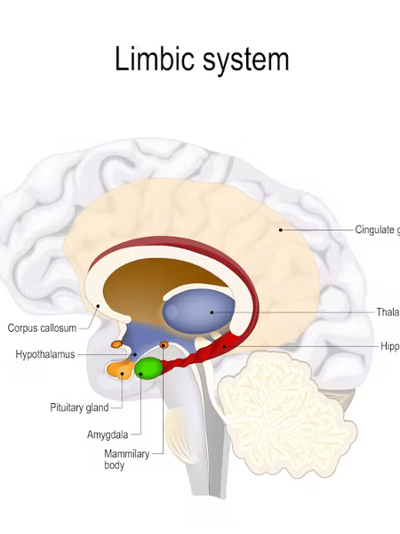 O sistema límbico conecta diversas estruturas cerebrais responsáveis por controlar e regular nossa capacidade de sentir prazer. Essa sensação nos motiva a repetir comportamentos essenciais para a nossa sobrevivência