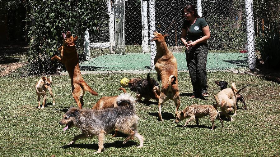 Cães brincam no gramado do Mundo Pet Resort, que oferece serviço de creche e hotel para cães e gatos - Evelson de Freitas/ UOL