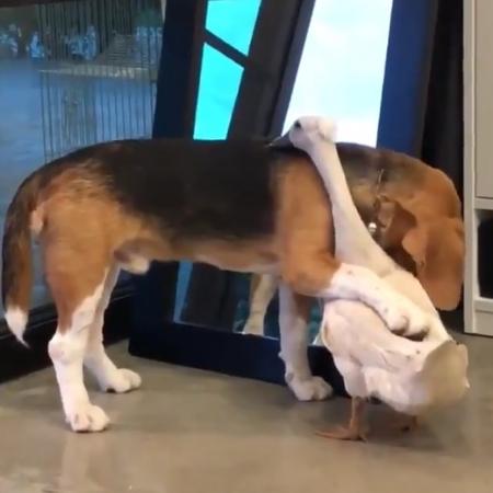 Cachorro abraça ganso em vídeo - joeysofficial/Reprodução Twitter