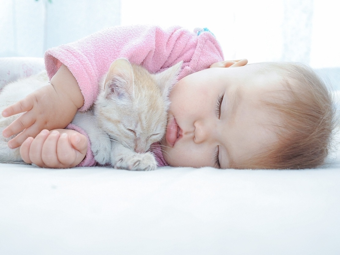 Gestantes, bebês e gatos podem viver na mesma casa com saúde; veja