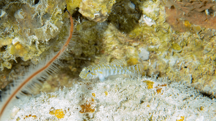 Nova espécie de peixe gobídeo (Psilotris sp.) encontrada nas águas de Fernando de Noronha. - Luiz A. Rocha