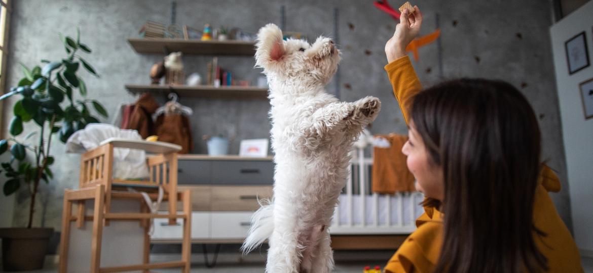Não basta espalhar brinquedos, precisa estar de olho no que faz bem para seu pet - Getty Images