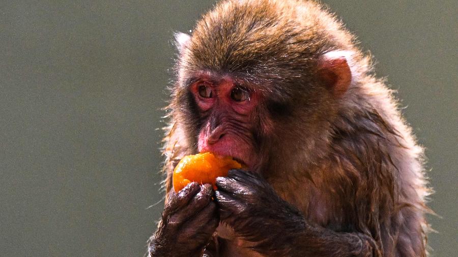 Um macaco japonês com damasco congelado se refrescando do calor romano - TIZIANA FABI/AFP