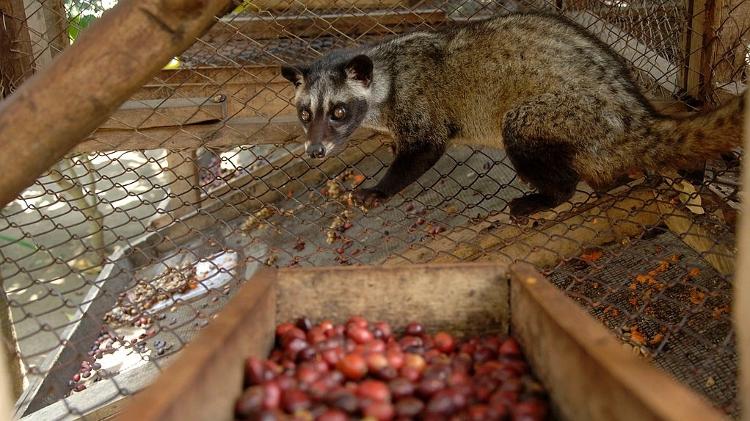 Civeta presa alimentada com fruto de café - LightRocket via Getty Images - LightRocket via Getty Images