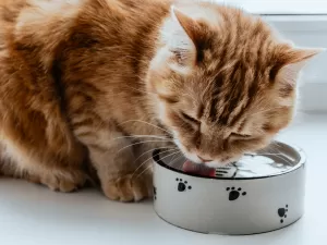 Por que gatos bebem pouca água e como incentivar que se hidratem no calor