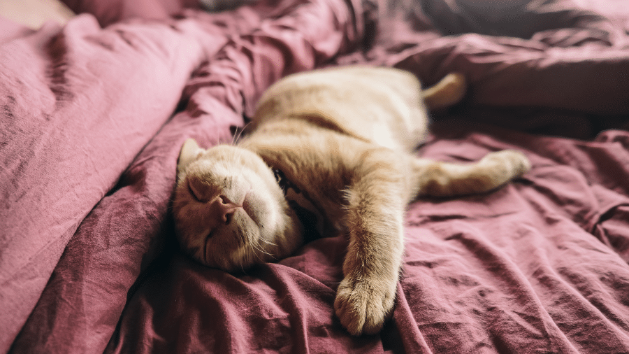 Gatos são animais crepusculares, ou seja, ficam mais ativos nas primeiras horas da manhã